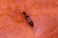Meronera venustula by (c) Even Dankowicz, some rights reserved (CC BY), uploaded by Even Dankowicz. Used under a CC-BY license.