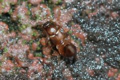 Meronera venustula by (c) Even Dankowicz, some rights reserved (CC BY), uploaded by Even Dankowicz. Used under a CC-BY license.