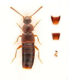 Mocyta breviuscula by no rights reserved, uploaded by Nick Bédard. Used under a CC0 license.