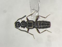 Falagria dissecta by no rights reserved, uploaded by Nick Bédard. Used under a CC0 license.
