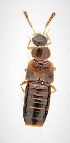 Gyrophaena meduxnekeagensis by no rights reserved, uploaded by Nick Bédard. Used under a CC0 license.