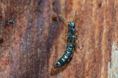 Anomognathus cuspidatus by (c) Joeb, some rights reserved (CC BY), uploaded by Joeb. Used under a CC-BY license.