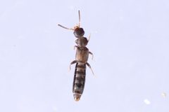 Anomognathus cuspidatus by (c) Owen Strickland, some rights reserved (CC BY), uploaded by Owen Strickland. Used under a CC-BY license.