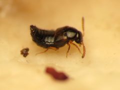 Eumicrota socia by (c) Katja Schulz, some rights reserved (CC BY). Used under a CC-BY license.