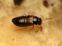 Eumicrota socia by (c) Katja Schulz, some rights reserved (CC BY). Used under a CC-BY license.
