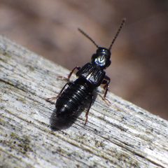 Coprophilus striatulus by (c) Ben Armstrong, some rights reserved (CC BY), uploaded by Ben Armstrong. Used under a CC-BY license.