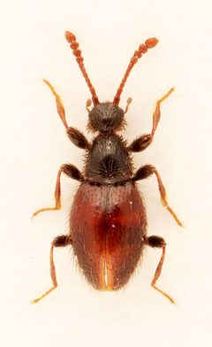 Euconnus flavitarsis by no rights reserved, uploaded by Nick Bédard. Used under a CC0 license.