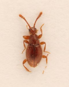 Euconnus remiformis by no rights reserved, uploaded by Nick Bédard. Used under a CC0 license.
