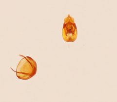Euconnus remiformis by no rights reserved, uploaded by Nick Bédard. Used under a CC0 license.