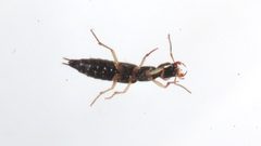 Homaeotarsus cribratus by (c) Dan MacNeal, some rights reserved (CC BY), uploaded by Dan MacNeal. Used under a CC-BY license.