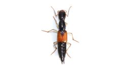 Homaeotarsus cribratus by (c) Dan MacNeal, some rights reserved (CC BY), uploaded by Dan MacNeal. Used under a CC-BY license.