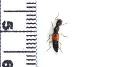 Homaeotarsus cribratus by (c) Dan MacNeal, some rights reserved (CC BY), uploaded by Dan MacNeal. Used under a CC-BY license.