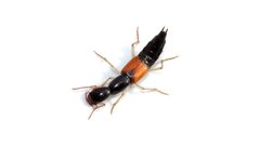 Homaeotarsus cribratus by (c) Dan MacNeal, some rights reserved (CC BY), uploaded by Dan MacNeal. Used under a CC-BY license.