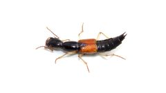 Homaeotarsus cribratus by (c) Dan MacNeal, some rights reserved (CC BY), uploaded by Dan MacNeal. Used under a CC-BY license.