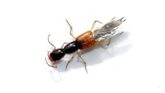 Homaeotarsus cribratus by (c) Dan MacNeal, some rights reserved (CC BY), uploaded by Dan MacNeal. Used under a CC-BY license.