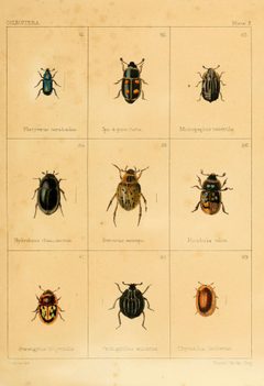 Micropeplus punctatus by (c) Biodiversity Heritage Library, some rights reserved (CC BY). Used under a CC-BY license.