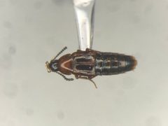 Bryophacis smetanai by no rights reserved, uploaded by Nick Bédard. Used under a CC0 license.