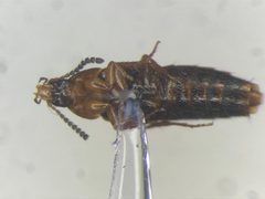 Bryophacis smetanai by no rights reserved, uploaded by Nick Bédard. Used under a CC0 license.
