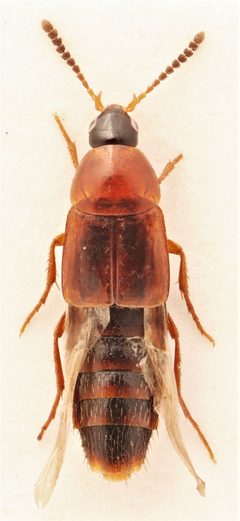 Bryophacis smetanai by no rights reserved, uploaded by Nick Bédard. Used under a CC0 license.