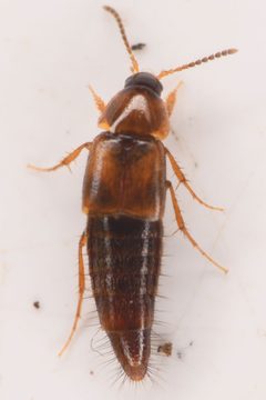 Bolitopunctus punctatissimus by (c) Trevor Van Loon, some rights reserved (CC BY), uploaded by Trevor Van Loon. Used under a CC-BY license.