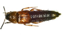 Mycetoporinae by (c) Олег Кудров, some rights reserved (CC BY), uploaded by Олег Кудров. Used under a CC-BY license.