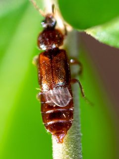 Acidota subcarinata by (c) Patrick Hanly, some rights reserved (CC BY), uploaded by Patrick Hanly. Used under a CC-BY license.