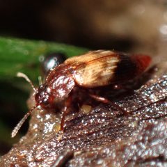 Deinopteroloma by (c) W Rao, some rights reserved (CC BY), uploaded by W Rao. Used under a CC-BY license.