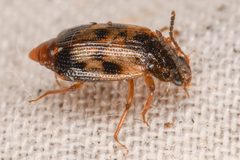 Deinopteroloma pictum by (c) Trevor Van Loon, some rights reserved (CC BY), uploaded by Trevor Van Loon. Used under a CC-BY license.