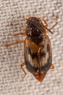 Deinopteroloma pictum by (c) Trevor Van Loon, some rights reserved (CC BY), uploaded by Trevor Van Loon. Used under a CC-BY license.