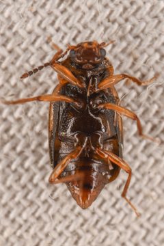 Deinopteroloma pictum by (c) Trevor Van Loon, some rights reserved (CC BY), uploaded by Trevor Van Loon. Used under a CC-BY license.