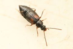 Microedus austinianus by (c) Trevor Van Loon, some rights reserved (CC BY), uploaded by Trevor Van Loon. Used under a CC-BY license.