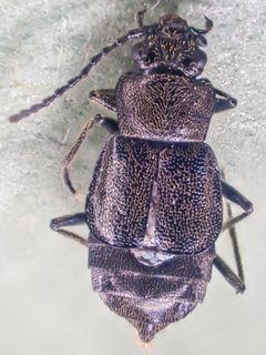 Microedus fenderi by (c) Trevor Van Loon, some rights reserved (CC BY), uploaded by Trevor Van Loon. Used under a CC-BY license.