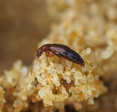 Olophrum by (c) carnifex, some rights reserved (CC BY), uploaded by carnifex. Used under a CC-BY license.