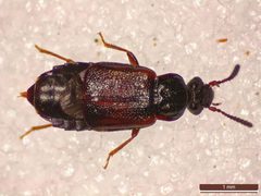 Omalium rivulare by (c) Donald Hobern, some rights reserved (CC BY). Used under a CC-BY license.