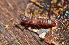 Thoracophorus costalis by (c) Zachary Dankowicz, some rights reserved (CC BY), uploaded by Zachary Dankowicz. Used under a CC-BY license.