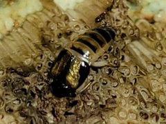 Oxyporus vittatus by (c) Hippytiger, some rights reserved (CC BY), uploaded by Hippytiger. Used under a CC-BY license.