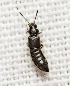 Thinodromus by (c) Justin Williams, some rights reserved (CC BY), uploaded by Justin Williams. Used under a CC-BY license.