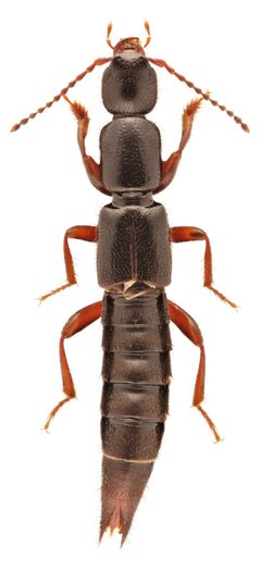 Lathrobium sparsellum by no rights reserved, uploaded by Nick Bédard. Used under a CC0 license.
