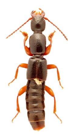 Lathrobium sparsellum by no rights reserved, uploaded by Nick Bédard. Used under a CC0 license.