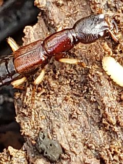 Homaeotarsus bicolor by (c) Mark Richman, some rights reserved (CC BY), uploaded by Mark Richman. Used under a CC-BY license.