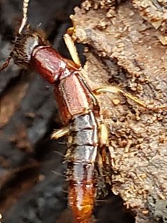 Homaeotarsus bicolor by (c) Mark Richman, some rights reserved (CC BY), uploaded by Mark Richman. Used under a CC-BY license.