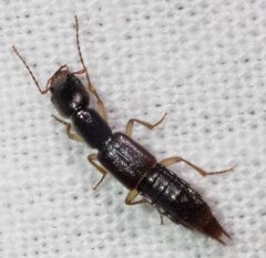 Homaeotarsus by no rights reserved, uploaded by Mirko Schoenitz. Used under a CC0 license.