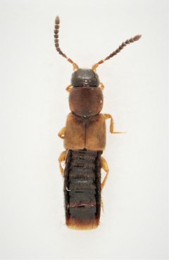 Philhygra clemens by no rights reserved, uploaded by Nick Bédard. Used under a CC0 license.