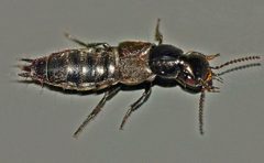 Philonthus politus by (c) Steve Kerr, some rights reserved (CC BY), uploaded by Steve Kerr. Used under a CC-BY license.