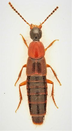 Philonthus thoracicus by no rights reserved, uploaded by Nick Bédard. Used under a CC0 license.