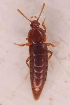 Dytoscotes pacificus by (c) Trevor Van Loon, some rights reserved (CC BY), uploaded by Trevor Van Loon. Used under a CC-BY license.