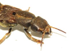 Platydracus maculosus by (c) Dan MacNeal, some rights reserved (CC BY), uploaded by Dan MacNeal. Used under a CC-BY license.
