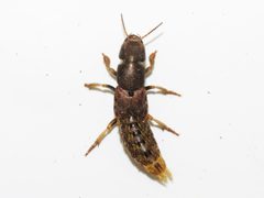 Platydracus maculosus by (c) Dan MacNeal, some rights reserved (CC BY), uploaded by Dan MacNeal. Used under a CC-BY license.