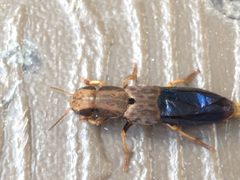 Platydracus maculosus by (c) Raven Dandridge, some rights reserved (CC BY), uploaded by Raven Dandridge. Used under a CC-BY license.