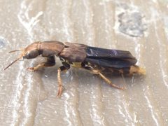 Platydracus maculosus by (c) Raven Dandridge, some rights reserved (CC BY), uploaded by Raven Dandridge. Used under a CC-BY license.